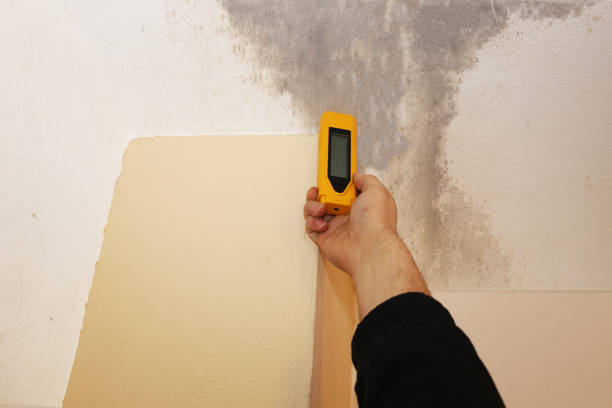 Best Comprehensive Air Testing for Mold Contaminants  in Wyboo, SC