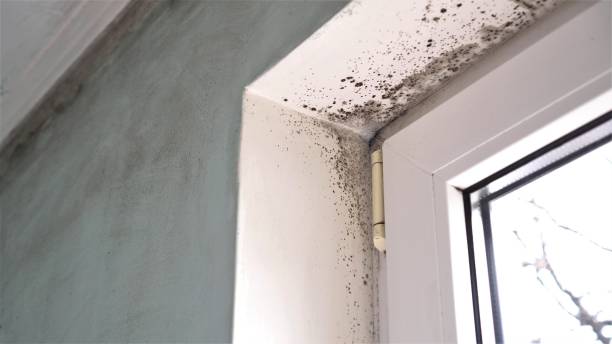 Best Mold Remediation for Healthcare Facilities  in Wyboo, SC
