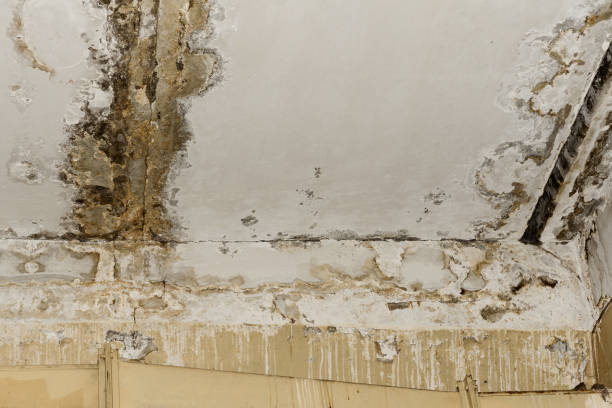 Best Mold Damage Restoration  in Wyboo, SC