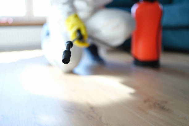 Best Emergency Mold Remediation  in Wyboo, SC