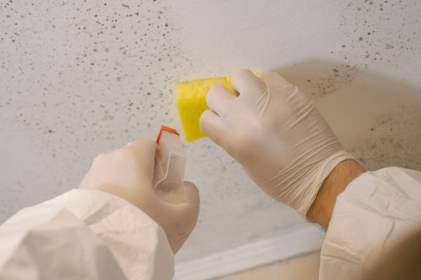 Best Airborne Mold Testing  in Wyboo, SC