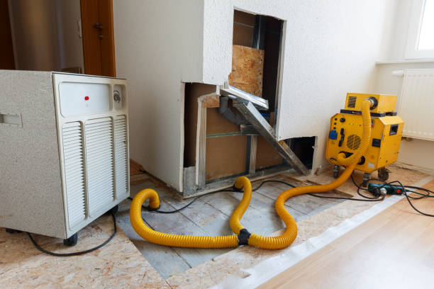 Trusted Wyboo, SC Mold Removal Experts