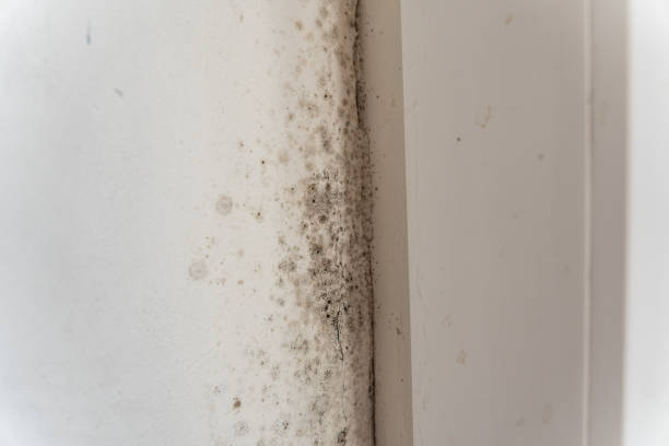 Best Mold Documentation for Insurance Claims  in Wyboo, SC
