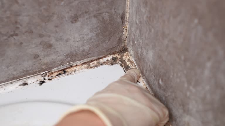 Best Black Mold Removal  in Wyboo, SC